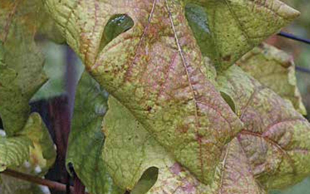 Védekezési felhívás!